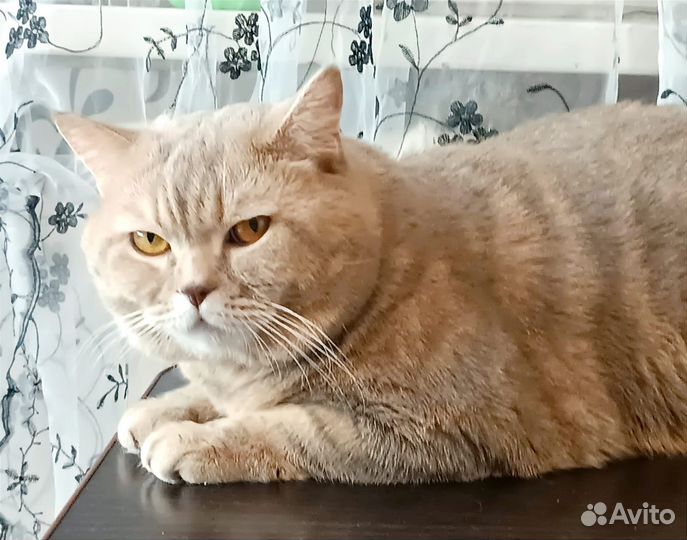 Вязка кота