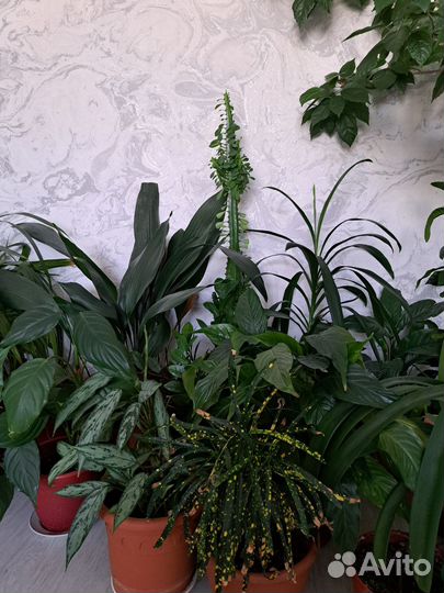 Комнатные растения цветы