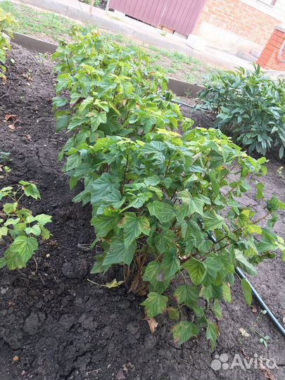 Плодоносящий куст черной смородины