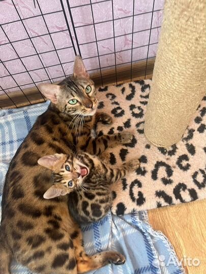 Бенгальская