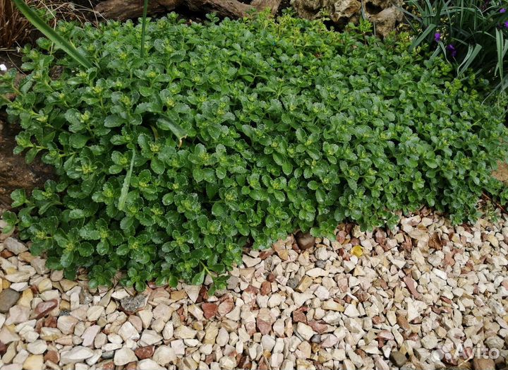 Почвопокровники. Отправляю только по Крыму