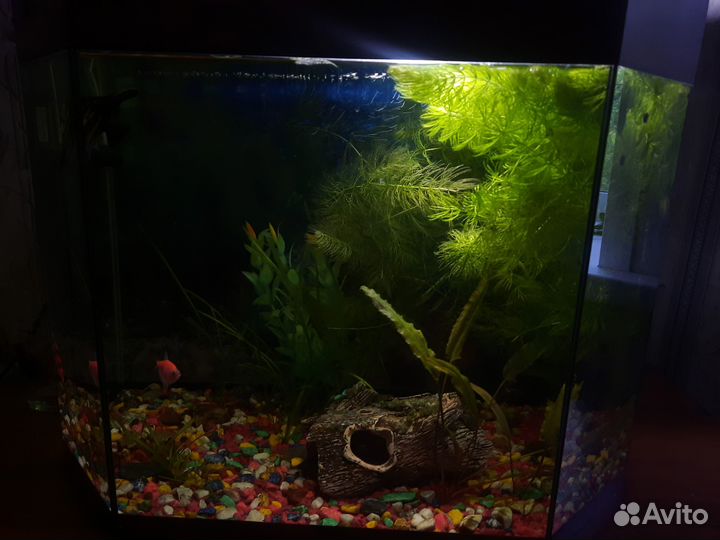 Аквариум