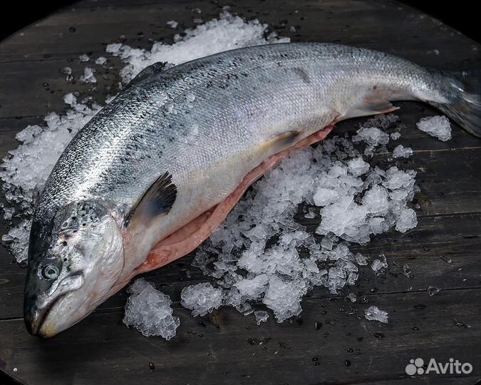 Рыба семга охлажденная