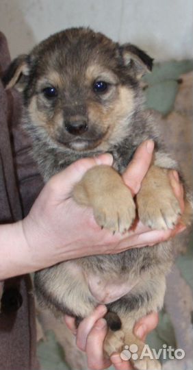 Щеночки девочки