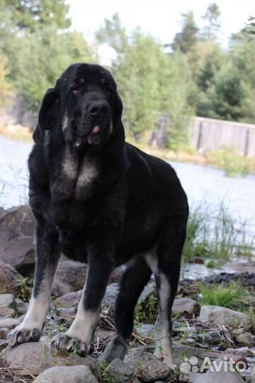 Испанский мастиф щенки