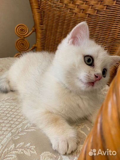 Британская кошка