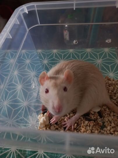 Крыски с клеткой