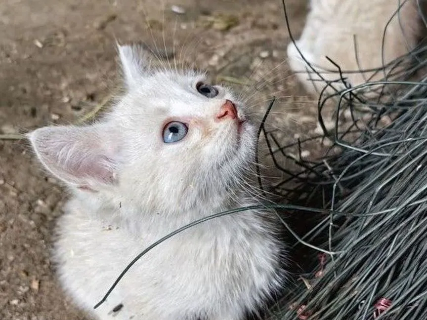 Котенок Сахарок ищет дом (1,5 мес)