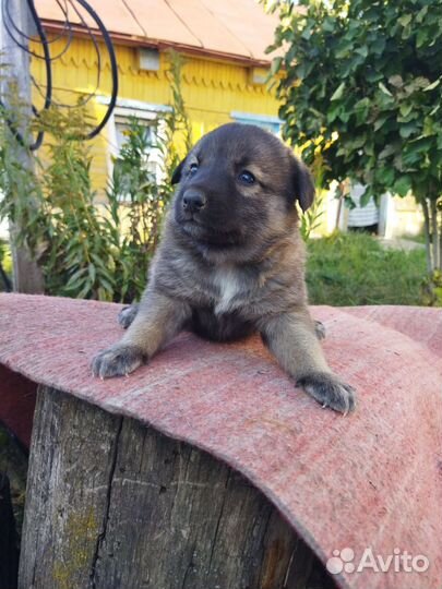 Щенки от маленькой собачки