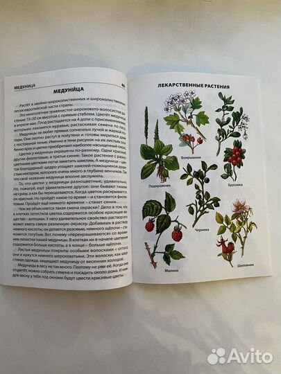 Книга о растениях для школьников 6 класс