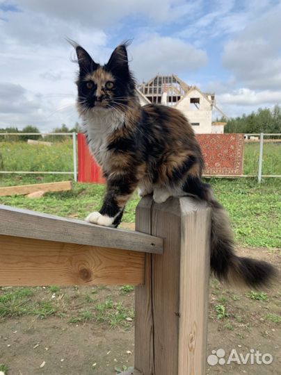 Котята мейн-кун