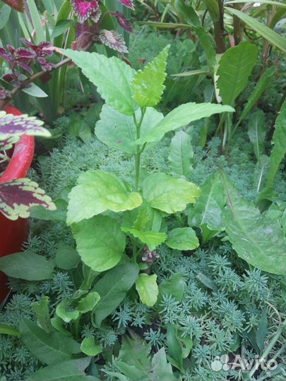 Барвинок, анемон, гибискус древовидный