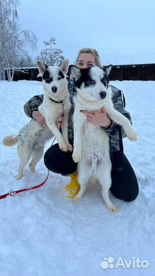 Отдам в добрые руки