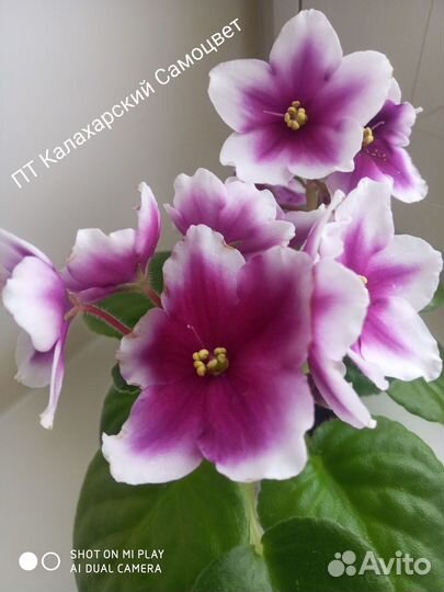 Детки сортовых фиалок