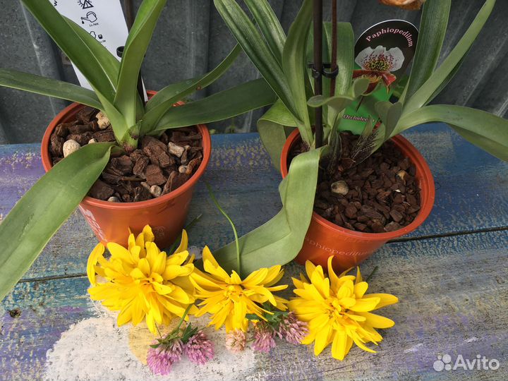 Венеринен башмачок Орхидея