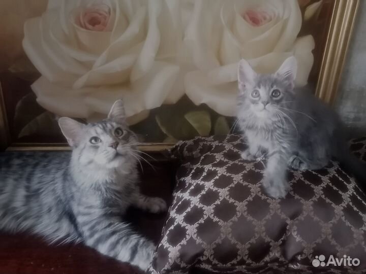 Мэйкун котята