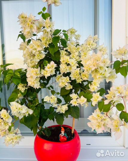 Бугенвиллия