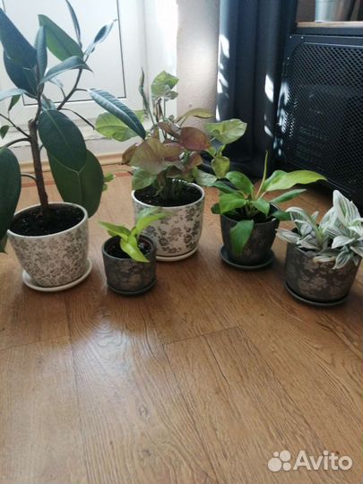 Керамические горшки для цветов бу