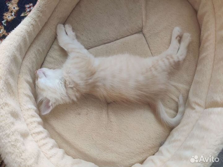 Котенок в добрые руки