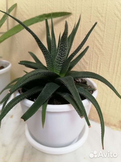 Комнатные растения цветы