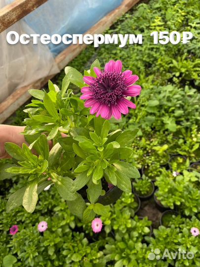 Растения цветы