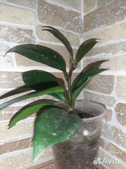 Комнатные растения