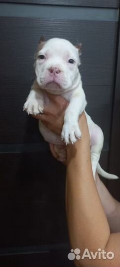 Булли Девочка