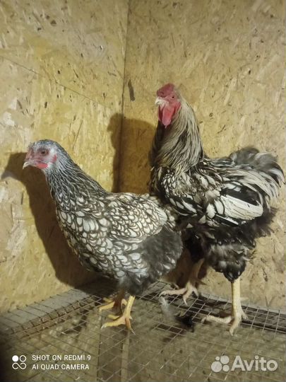 Инкубационное яйцо