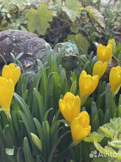 Штернбергия