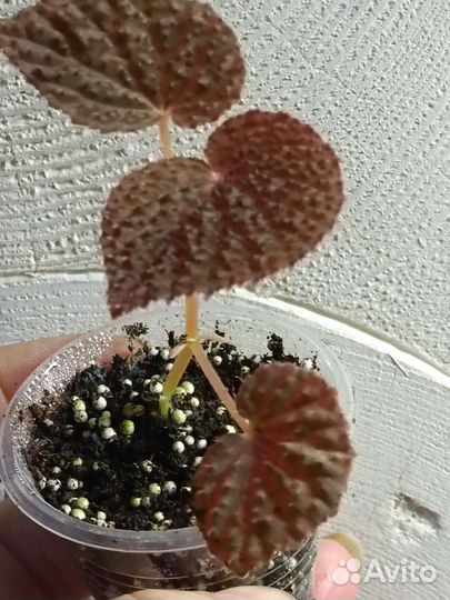 Бегония Baik, редкий природник