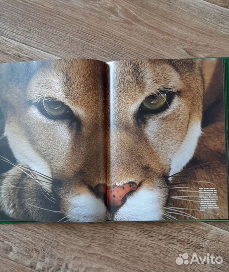 Альбом цветных фотграфий живоныз,птиц,насекомых