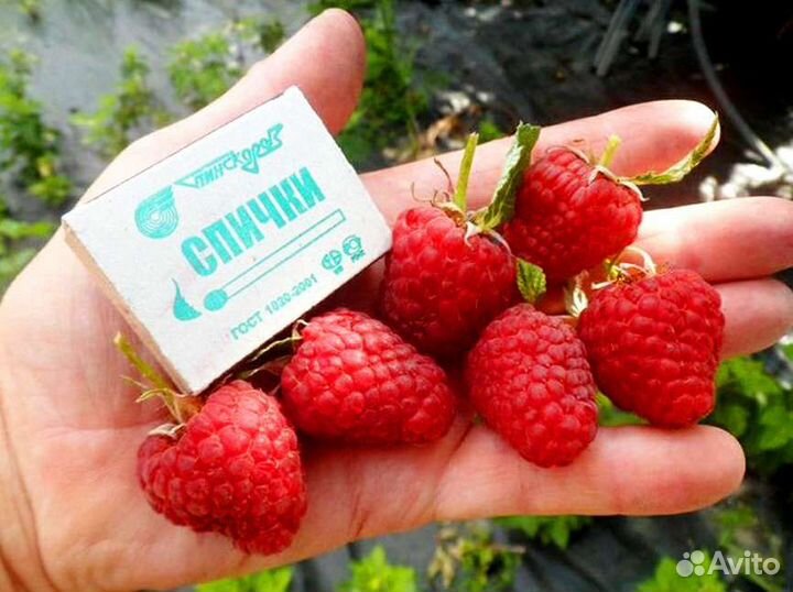 Саженцы малины