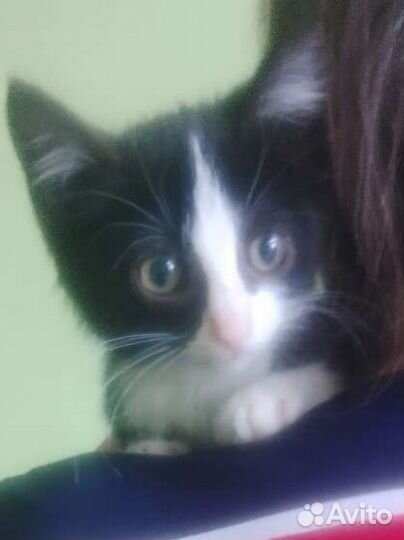 Котенок бесплатно