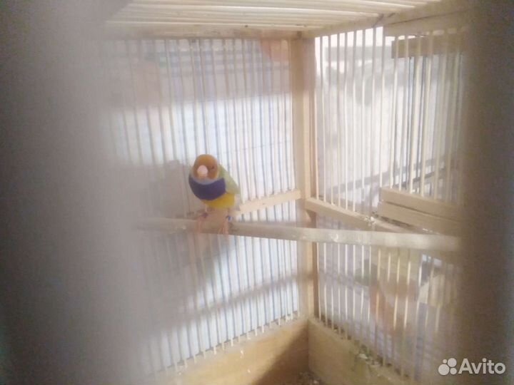 Амадины гульда пара