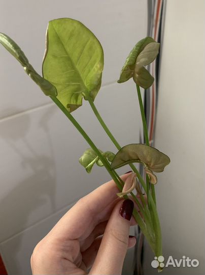 Сингониум Неон Пинк