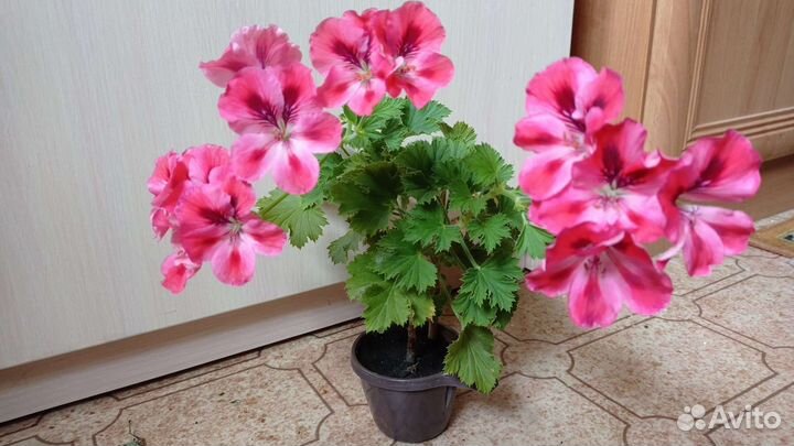 Пеларгония герань королевская