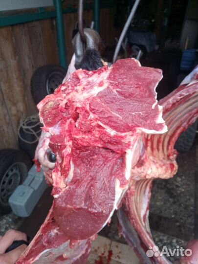 Мясо говядина,телятина, парное с доставкой Халяль