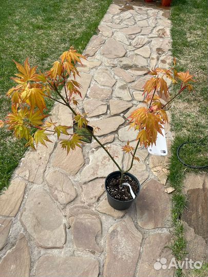 Клен дланевидный