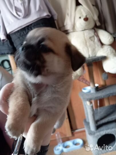 Щенки мопса