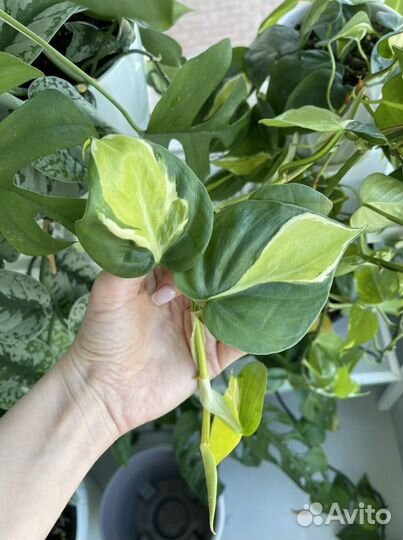 Сциндапсус, эпипремнум, филодендрон