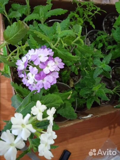 Вербена, бакопа вегетативная и другие расения