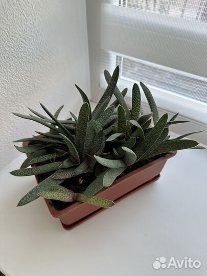 Крестовник роули, хавортии, гастерии, суккуленты