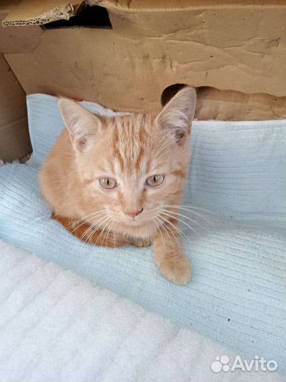 Кошка в дар