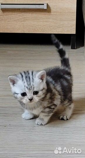 Шотландская кошечка. #3