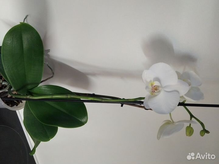 Орхидея фаленопсис