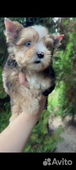 Цветной Йорк