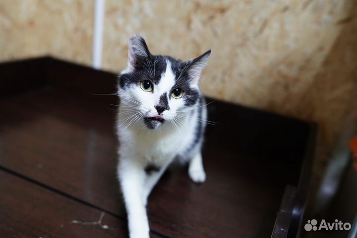 Котик мальчишка кастрат