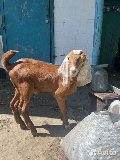 Нубийские козлята