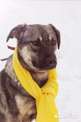 Молодой Пёс Ярик ищет дом