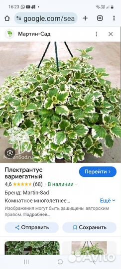 Плектрантусы,клематис,колеусы